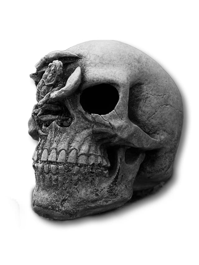 CZASZKA SCORPIO dekoracyjna mrozoodporn